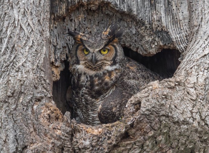Обыкновенная неясыть гнездо