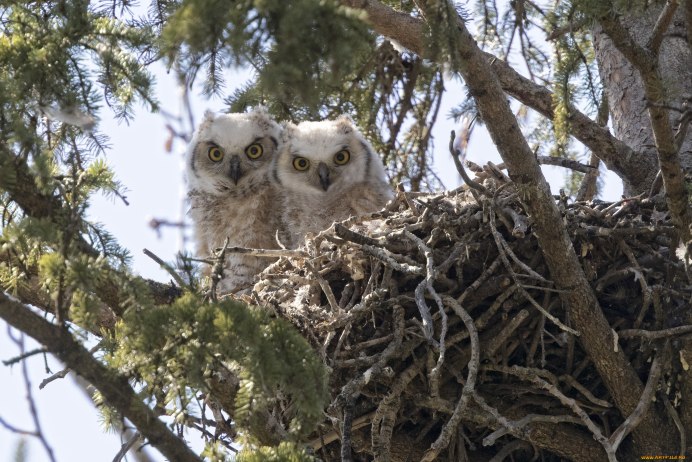 Гнездо сов в природе