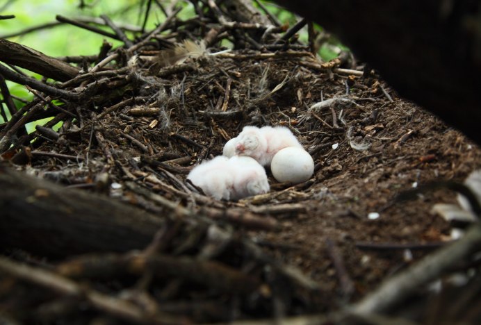 Гнездо полярной Совы