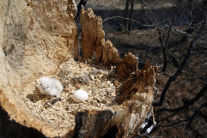 Виргинский Филин птенцы
