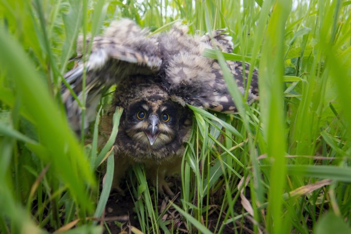Филин высиживает яйца
