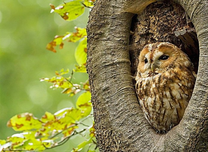 Неясыть в дупле