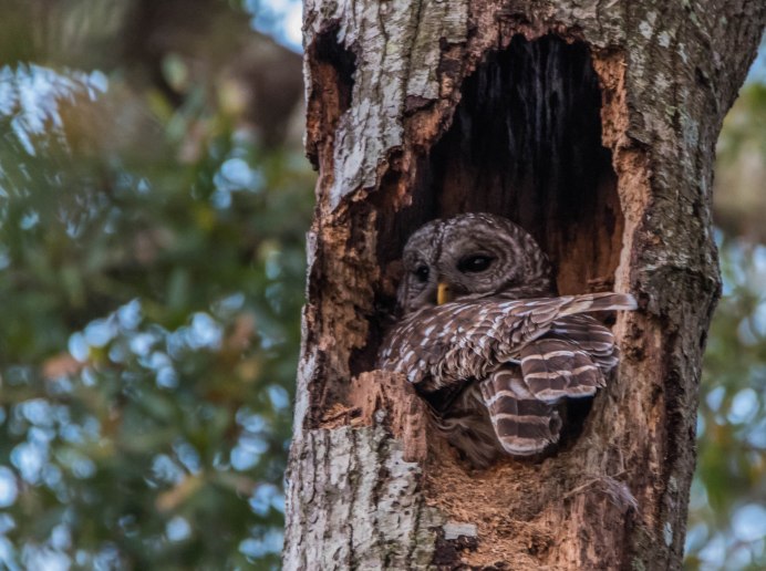 Серая неясыть гнездо