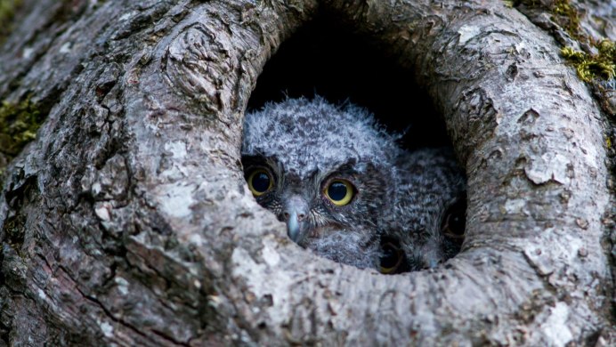 Гнездо сыча эльфа