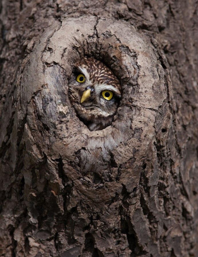 Птенцы Совы в дупле