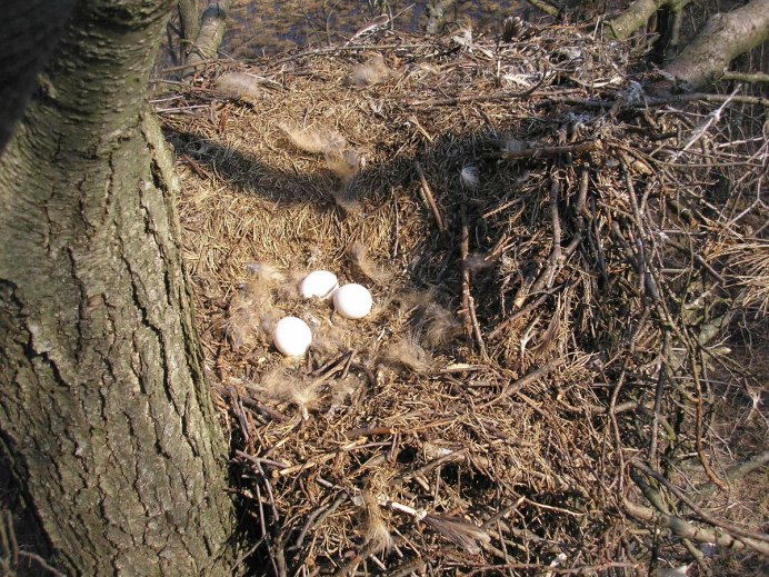 Гнездо полярной Совы