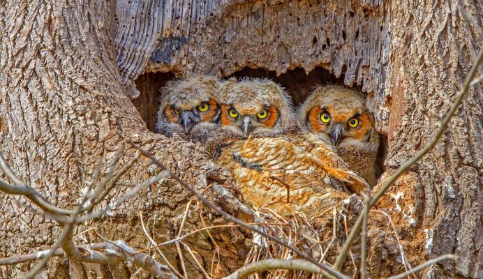 Сова сплюшка в гнезде