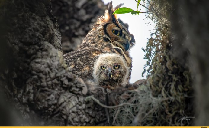 Гнездо неясыти