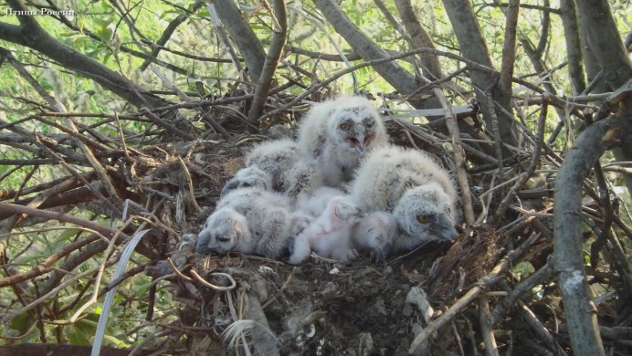 Птенцы Совы в гнезде