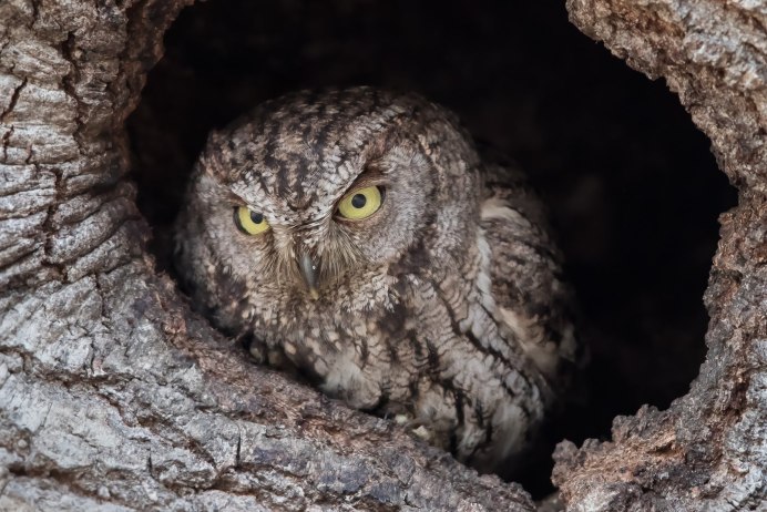 Гнездо сыча