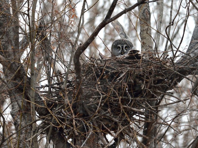 Гнездо Совы