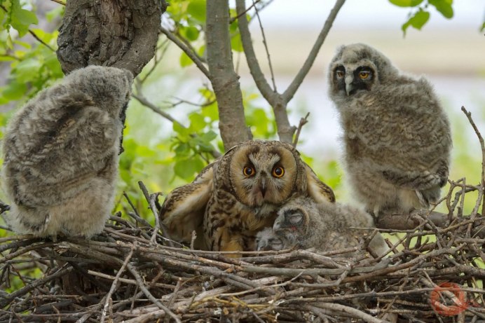 Яйца ушастой Совы