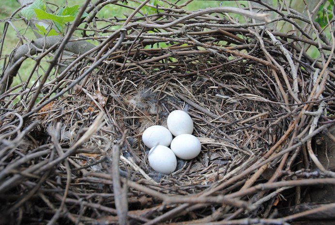 Ушастая Сова гнездо