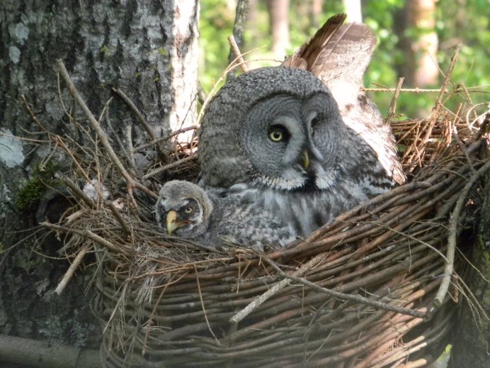 Бородатая неясыть птенец