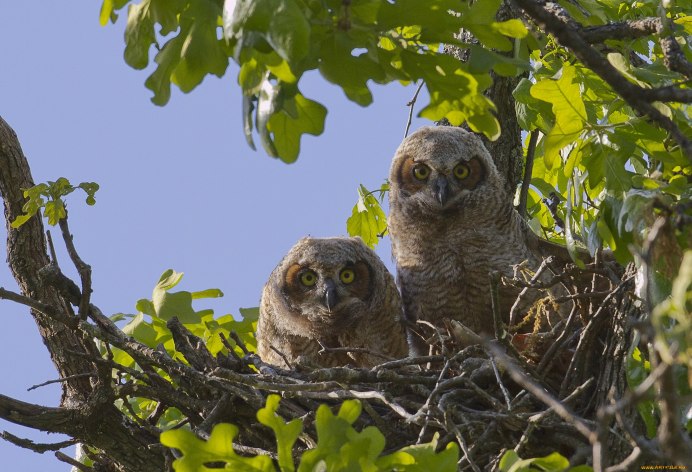 Болотная Сова гнездо