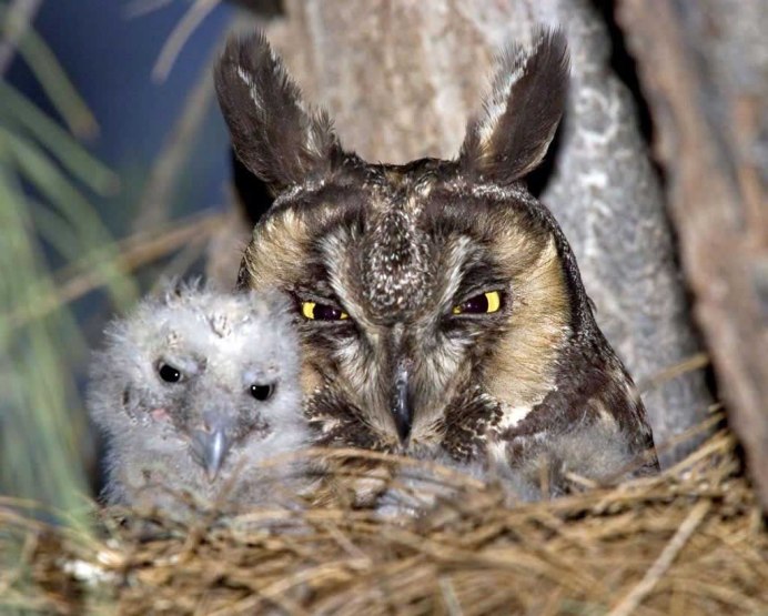 Полярная Сова гнездование