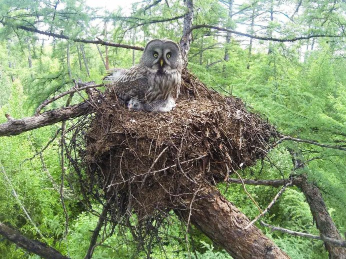 Совенок на дереве