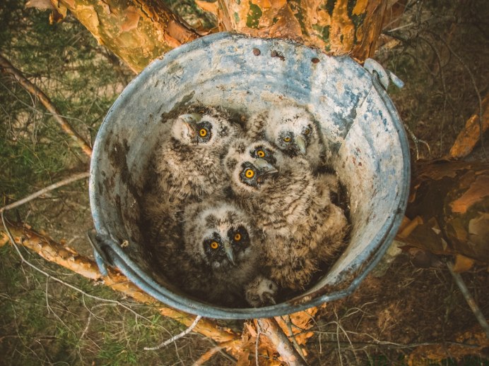 Филин высиживает яйца