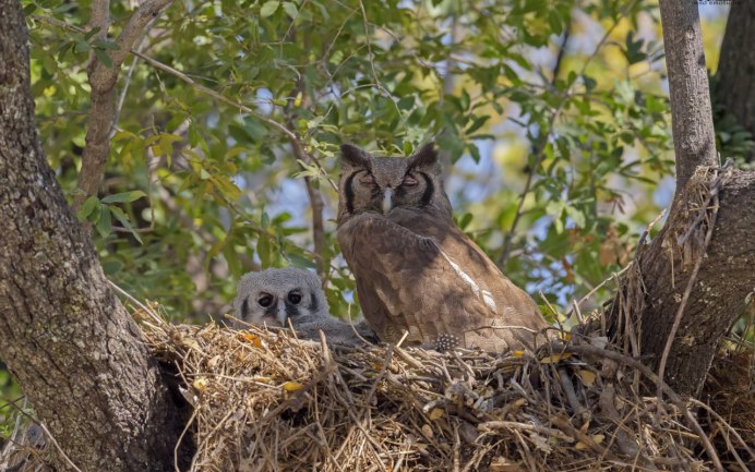 Обыкновенная неясыть гнездо