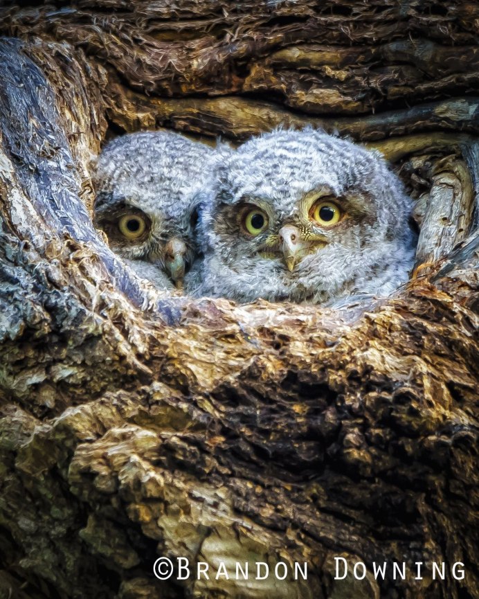 Сова неясыть птенцы