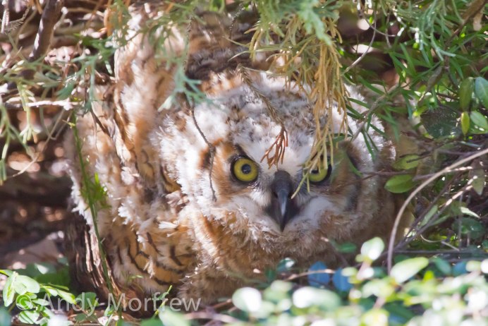 Ушастая Сова самка
