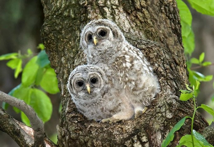 Гнездо Совы