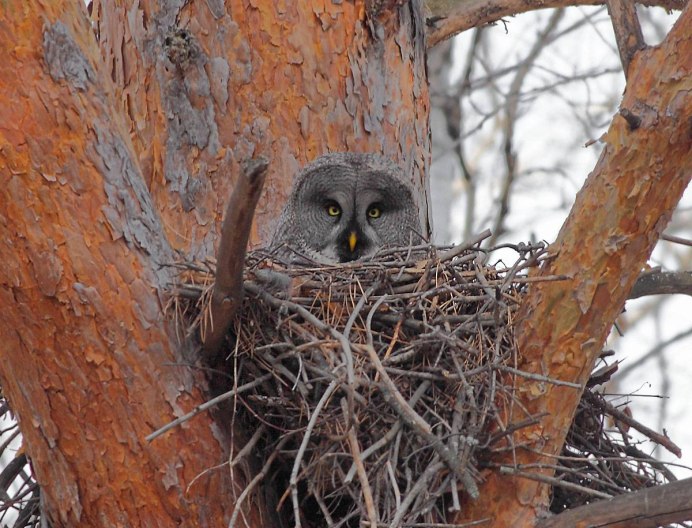 Бородатая неясыть гнездо