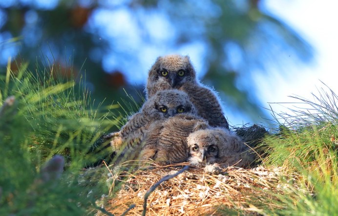 Серая неясыть гнездо