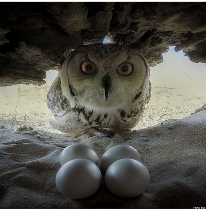 Гнездо рыбного Филина