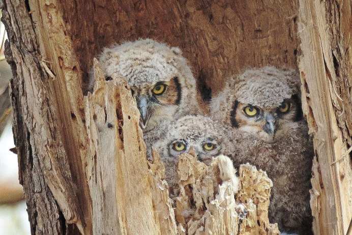 Серая неясыть гнездо