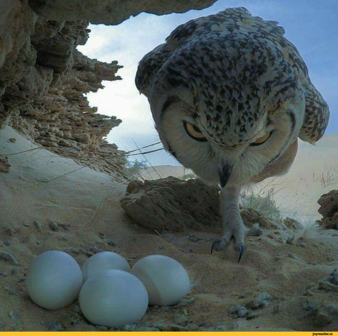 Гнездо домового сыча