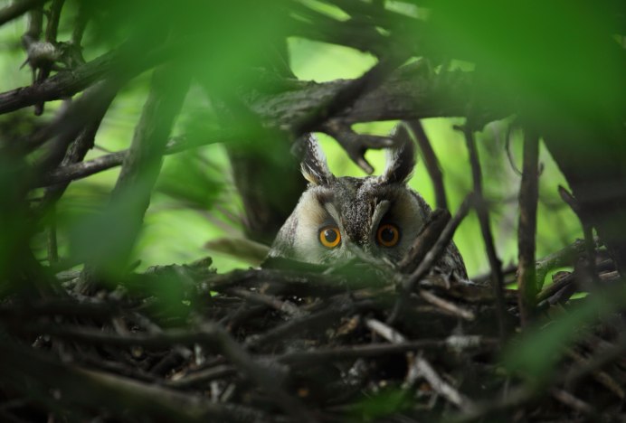 Бородатая неясыть гнездо