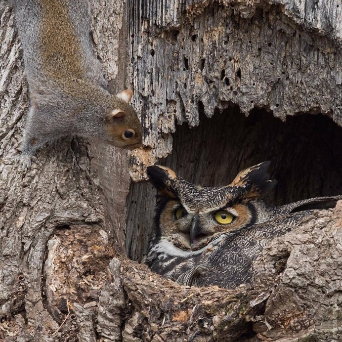Гнездо неясыти