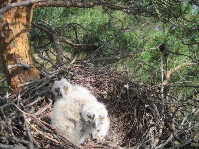 Домовый Сыч