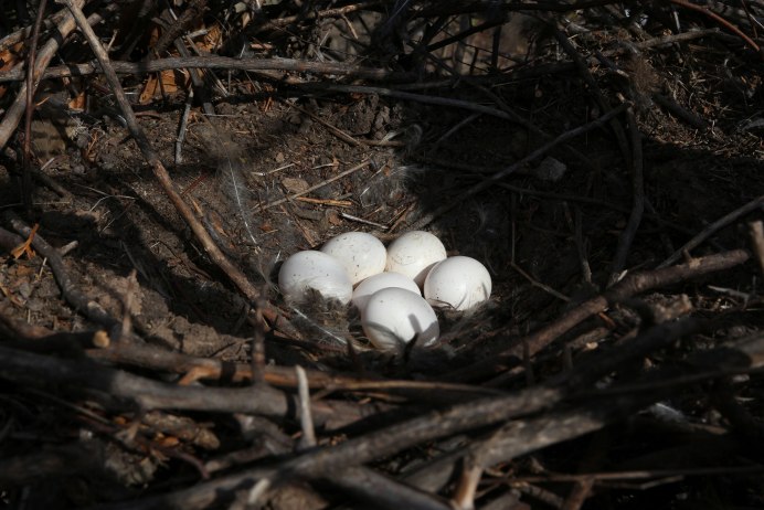 Длиннохвостая неясыть гнездо