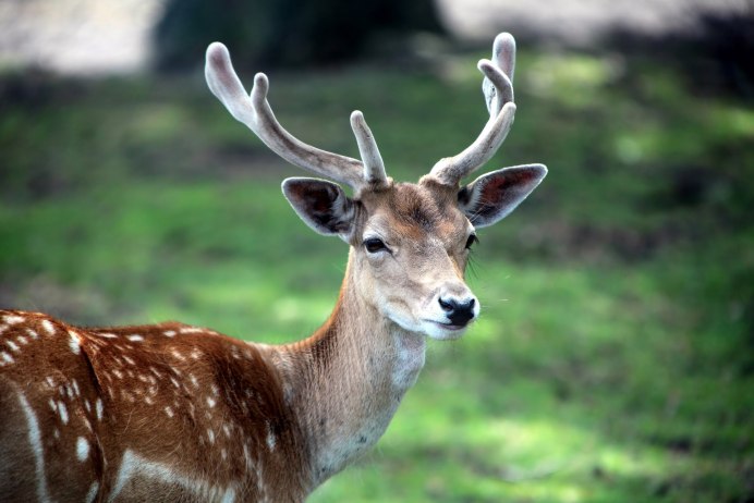 Пятнистый олень (Cervus Nippon)