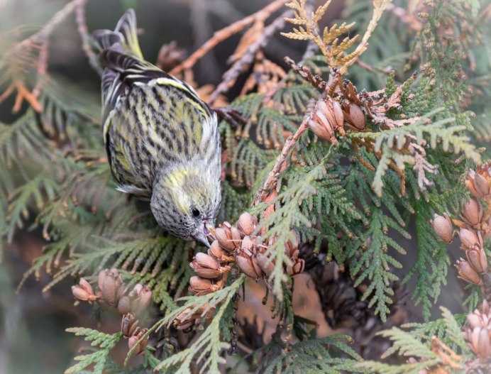 Чиж (Spinus Spinus l.)