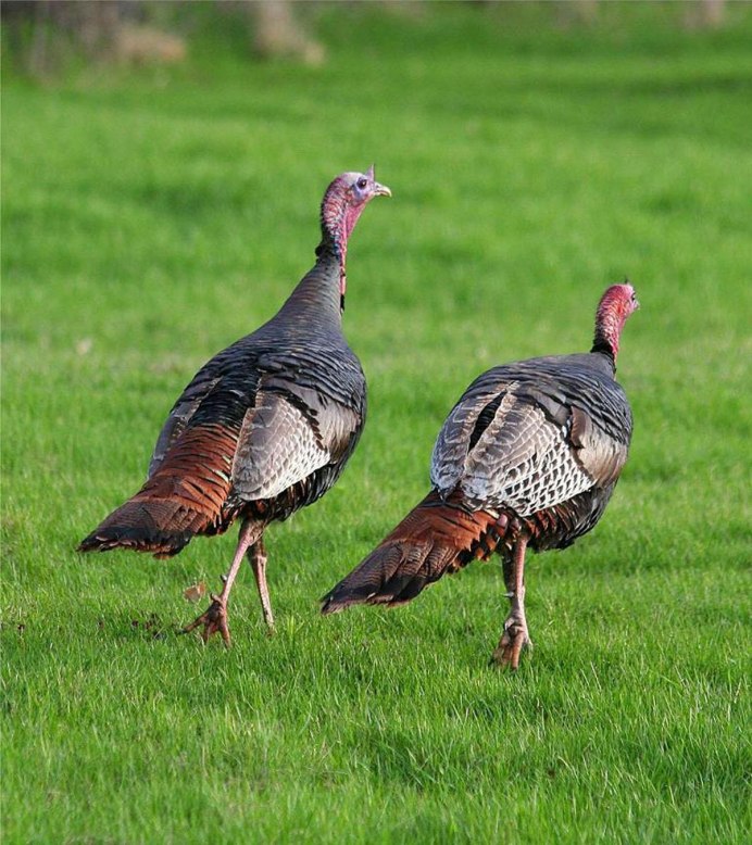 Meleagris gallopavo