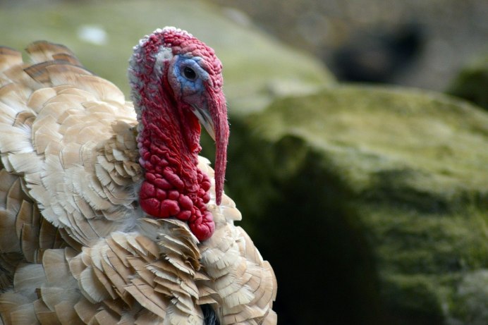 Turkey индюк