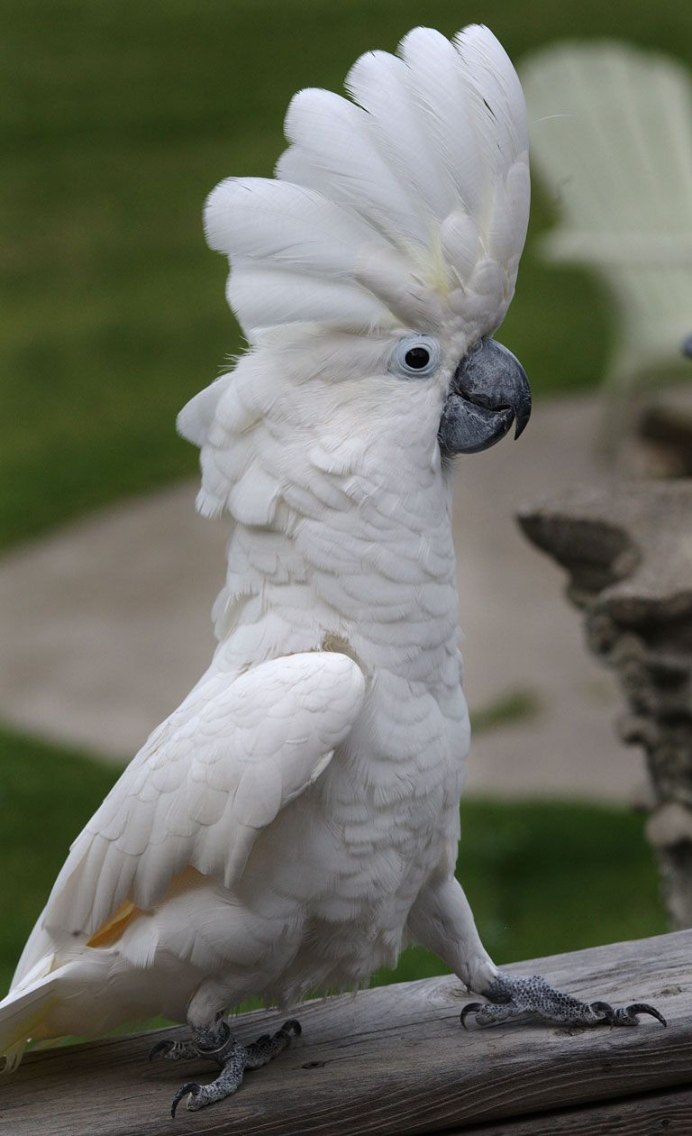 Корелла альбинос