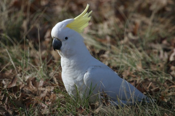 Корелла альбинос