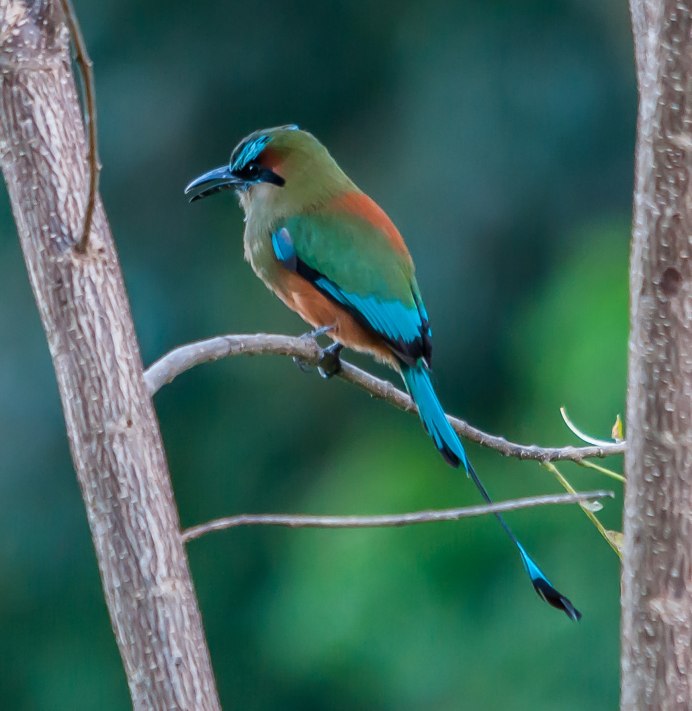 Conserving Bird Biodiversity