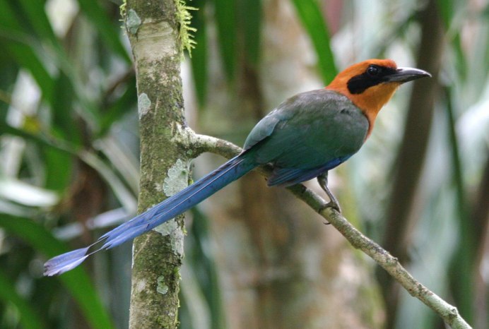 Baryphthengus ruficapillus