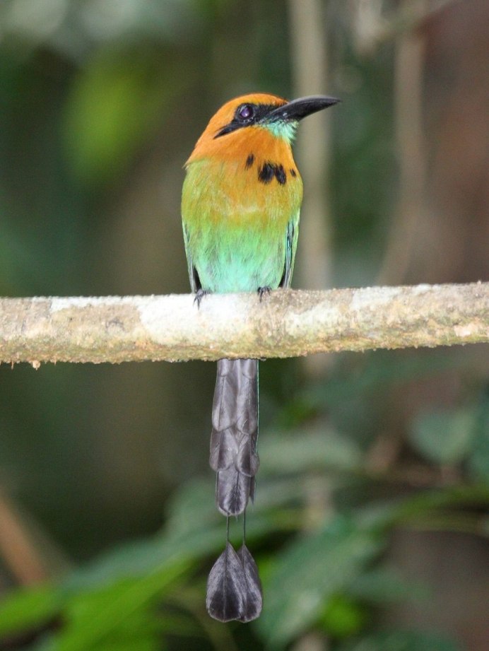 Momotus coeruliceps
