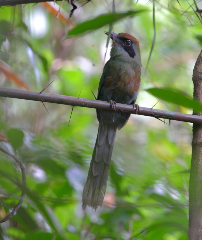 Bird National of el Salvador