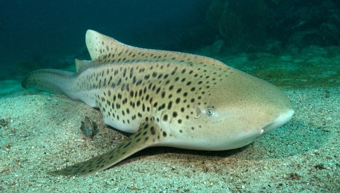 Зебровая акула (Stegostoma fasciatum)