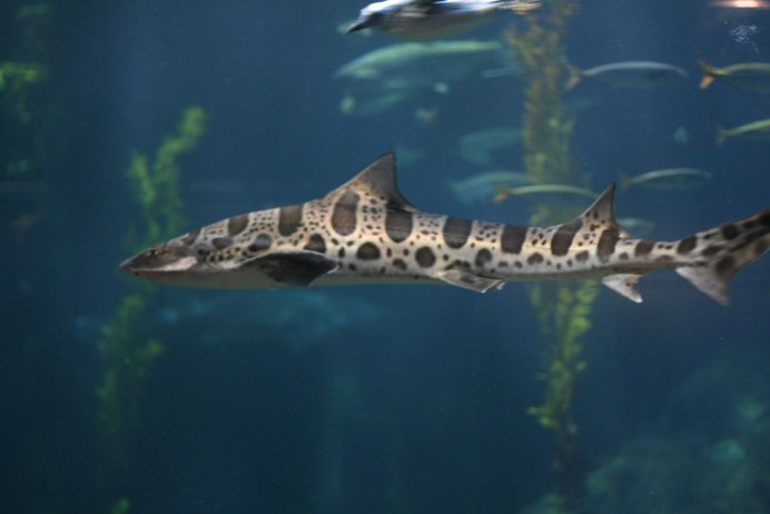 Stegostoma fasciatum