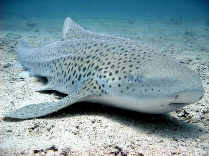 Stegostoma fasciatum