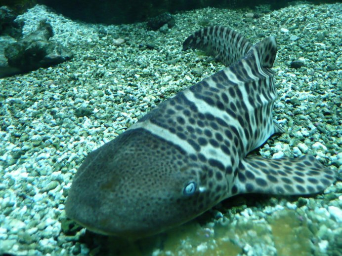 Stegostoma fasciatum