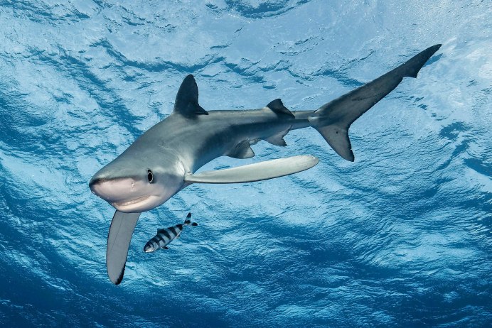 Зебровая акула (Stegostoma fasciatum)